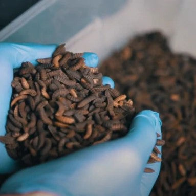 BLACK SOLDIER FLY LARVAE: Your Chicken’s Favorite Treats