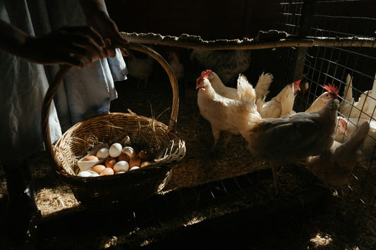 Collecting, Cleaning, and Storing Chicken Eggs