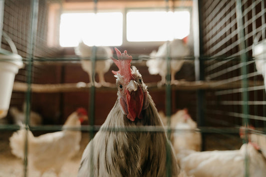 Chickens Not Laying Eggs: A Comprehensive Guide to Troubleshooting and Solutions