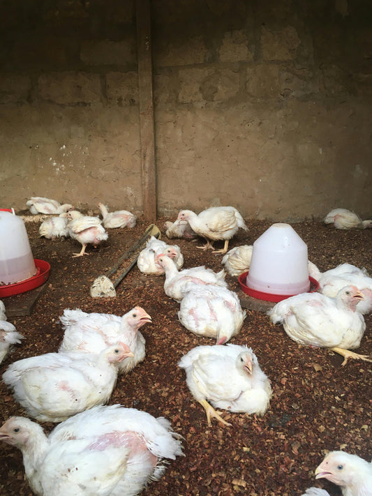 The Economics of Chicken Farming: Costs, Profits, and ROI