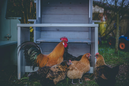 Sustainable Chicken Farming: Techniques for the Eco-Conscious Farmer