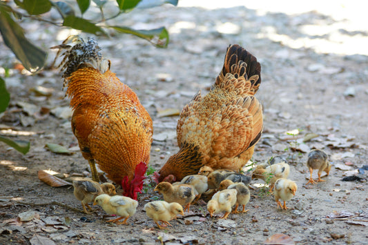 Chick Care 101: Your Ultimate Guide to Raising Happy, Healthy Chicks