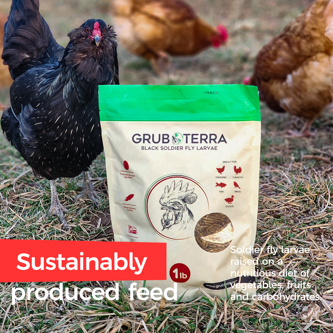 GrubTerra Dried Black Soldier Fly Larvae