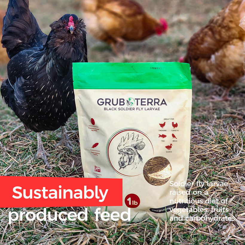 GrubTerra Dried Black Soldier Fly Larvae - The Safest Treat For Your Flock