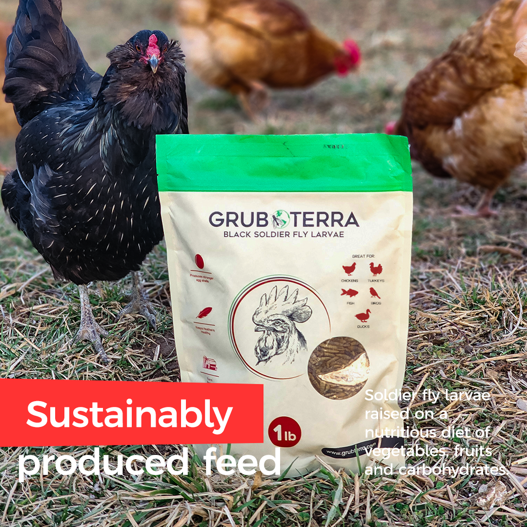 GrubTerra Dried Black Soldier Fly Larvae 10lb (50lb)