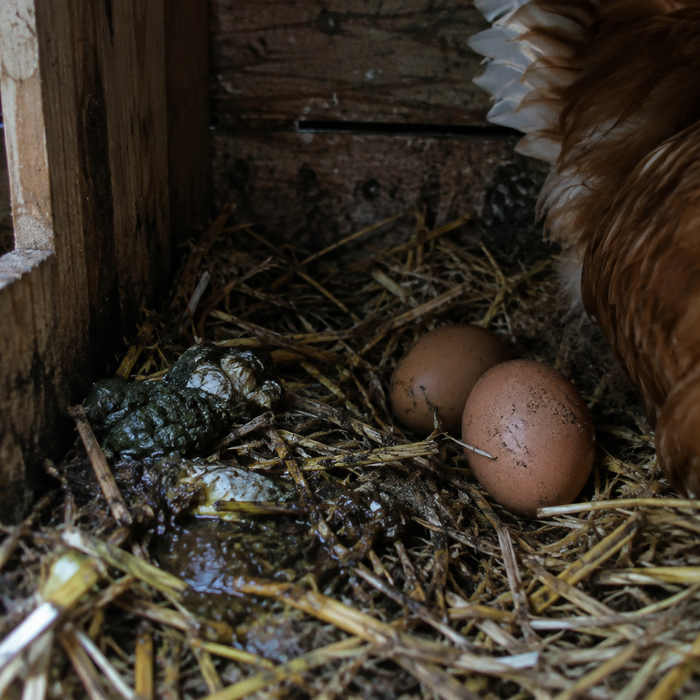 A soiled nest box next to eggs