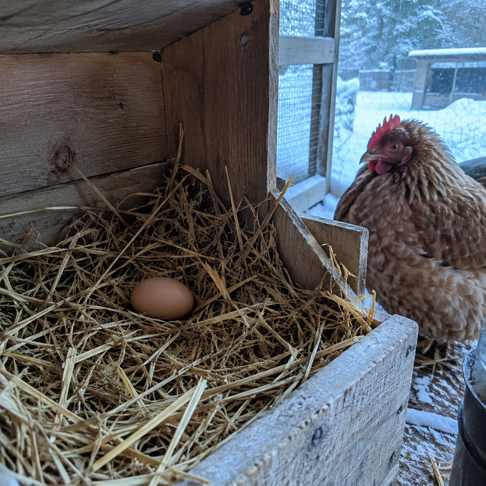 A single egg in an empty nest box