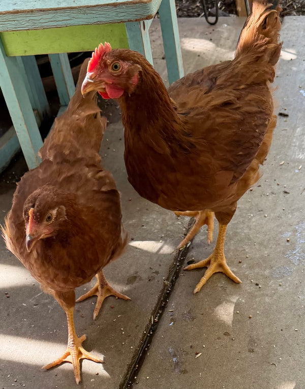 Two healthy red hens from a customer's flock