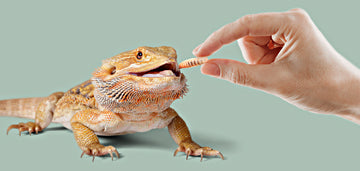 Bearded Dragon Eating Black Soldier Fly Larvae