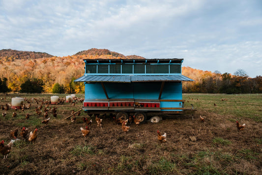 A Beginner's Guide to Building a Chicken Coop