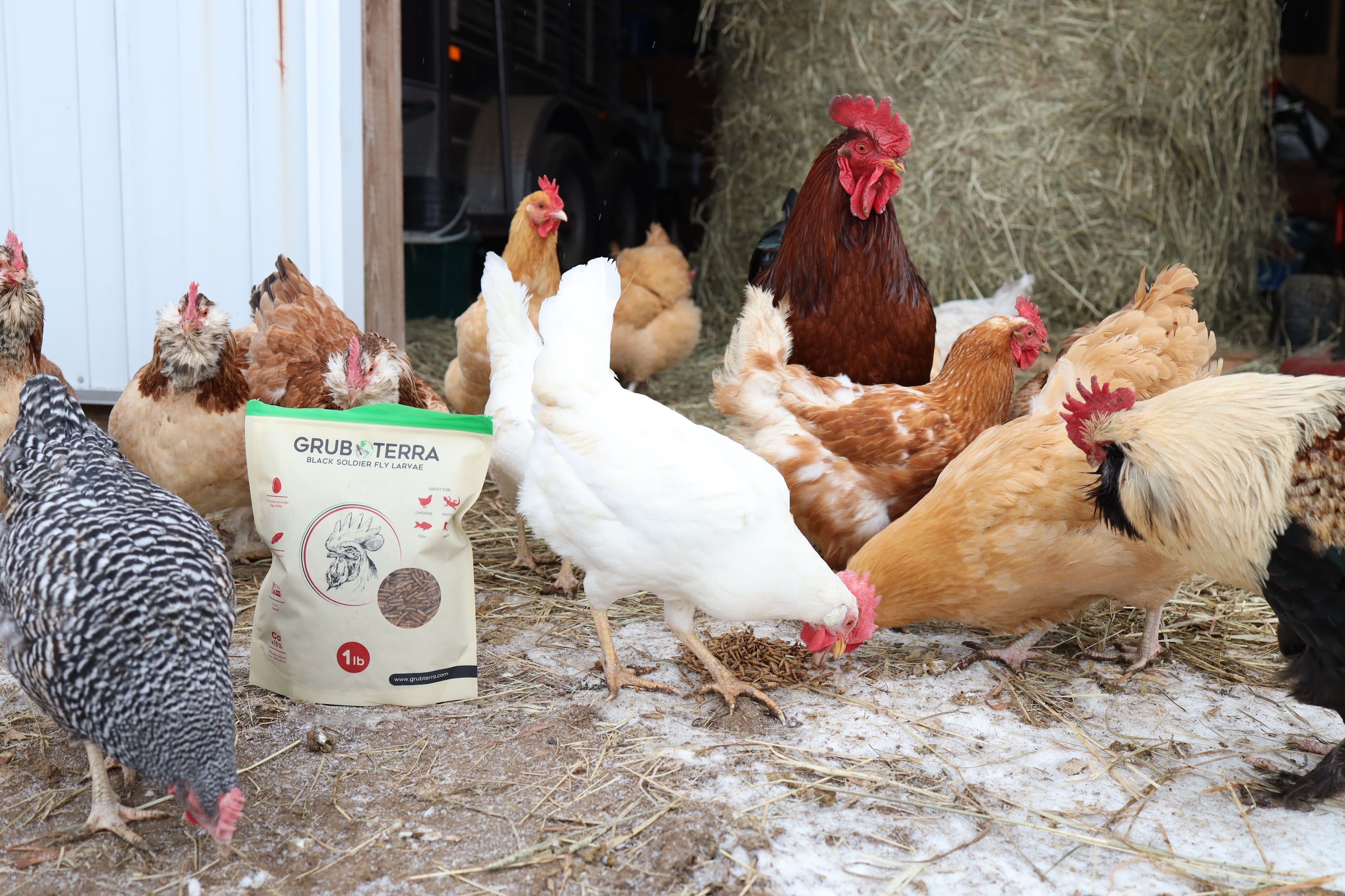 LuckyQ Dried Black Soldier Fly Larvae – Nutritious Treats For Chickens, Ducks, Birds, Reptiles & More