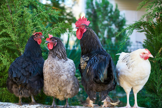 Happier Flock: Mastering Broody & Moody Chicken Care