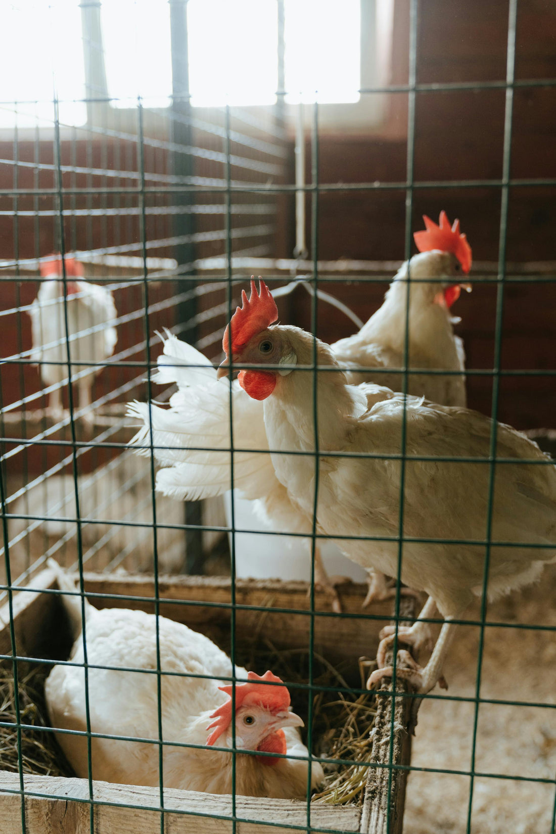 How to Protect Your Chickens and Chicks from Illnesses