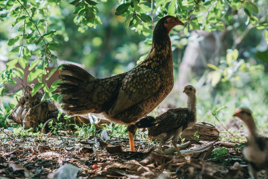 7 Tips for Blissful Backyard Chicken Raising: A Beginner's Guide