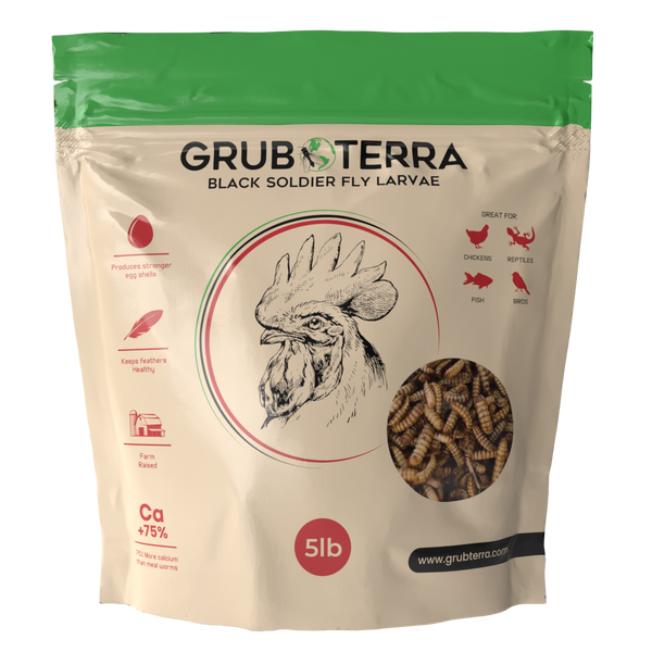 Original Black Soldier Fly Larvae