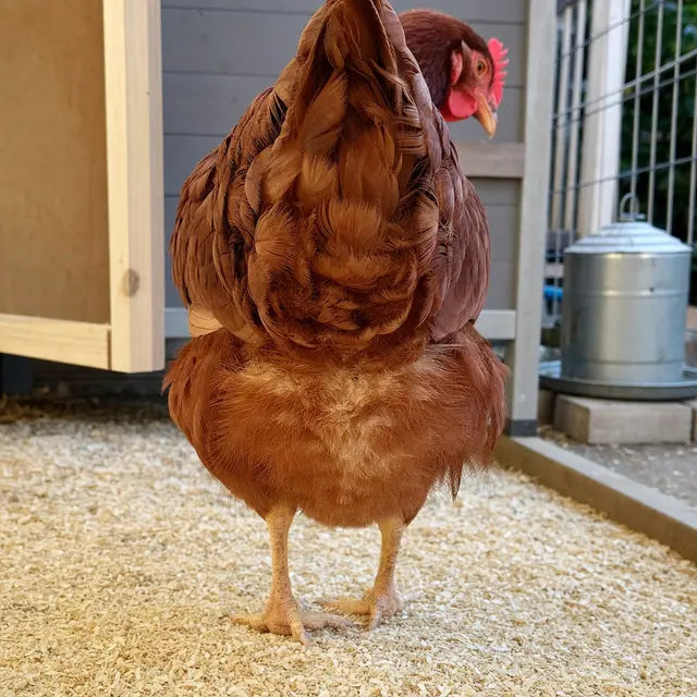 7 Reasons Your Hens Will Have Cleaner Back Ends With Peck Purity