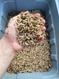 A handful of GrubTerra black soldier fly larvae