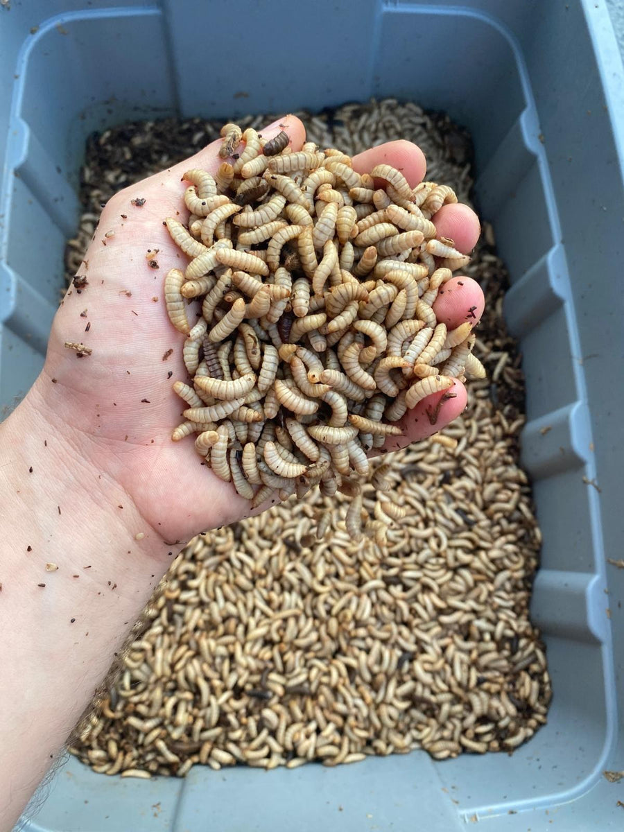 A handful of live black soldier fly larvae held over a larvae bin
