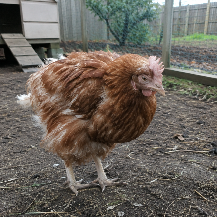 A tired hen with a pale comb