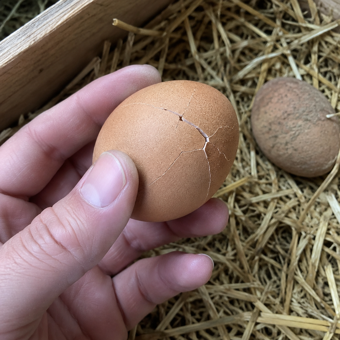 A cracked, thin-shelled egg in the nest box