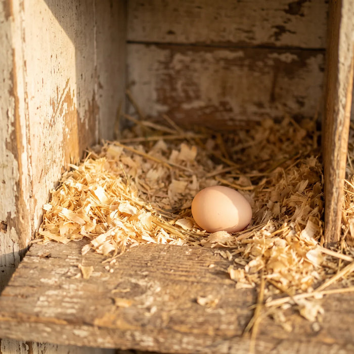 A single egg in the nest box
