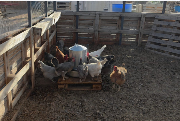 A customer's hens crowding the feeder