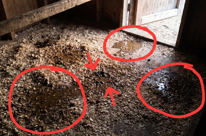 Watery droppings on the coop floor